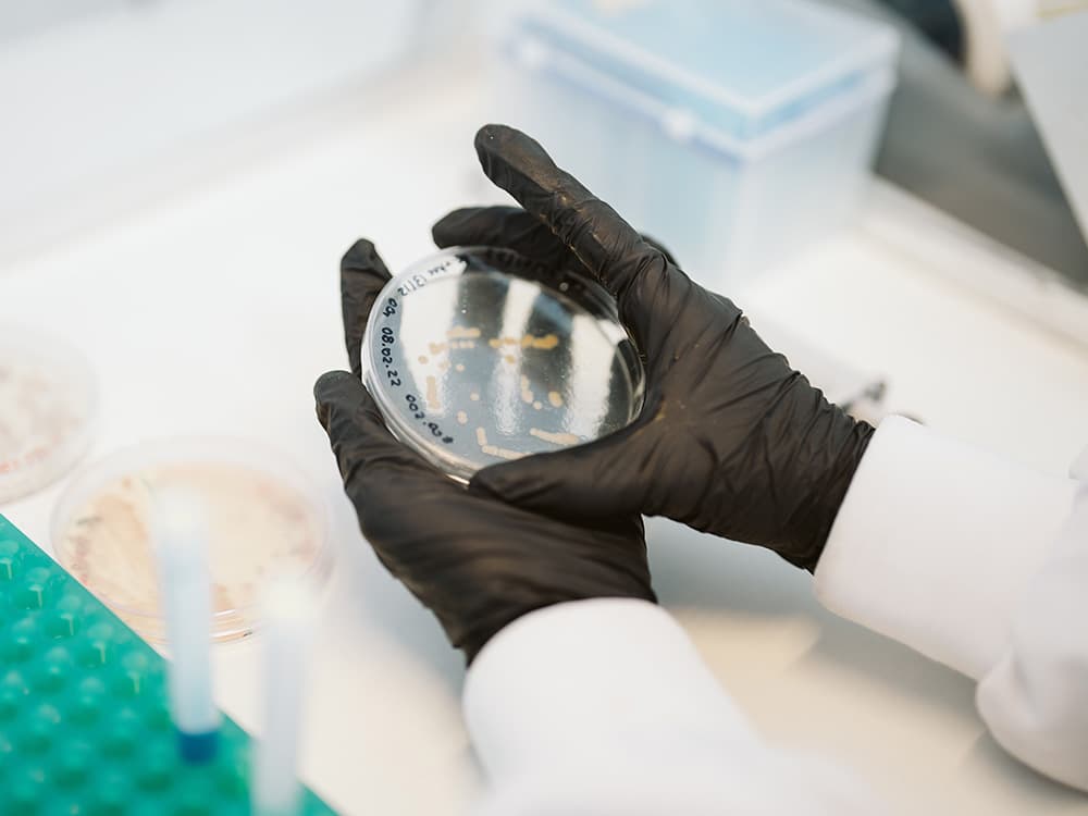 Bacteria growing in a petri dish to be used for creating biomaterials